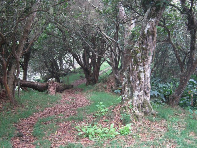 Beaux sous-bois à l'approche du Sentier Cambour