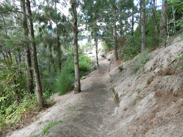 Très agréables portions plates sur les aiguilles de filaos