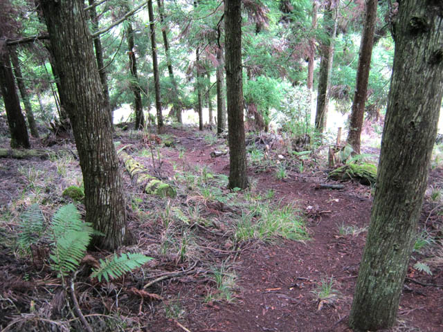 La suite du sentier à pic dans les cryptomerias