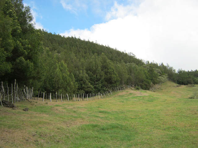 Fin des prairies. Début de la végétaion à base de mimosas