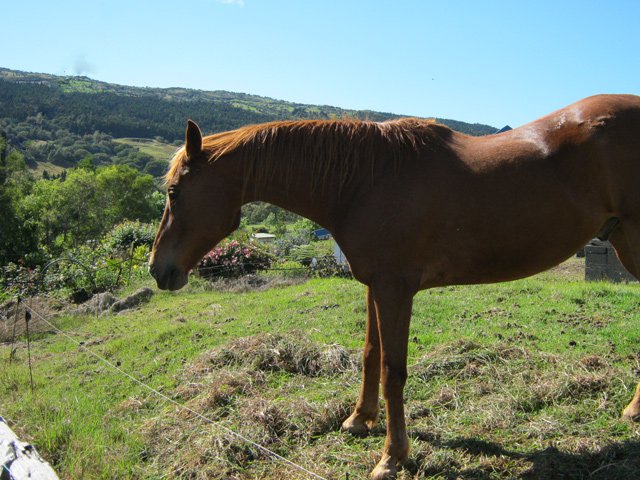 Il n'y a pas que des vaches dans les prés