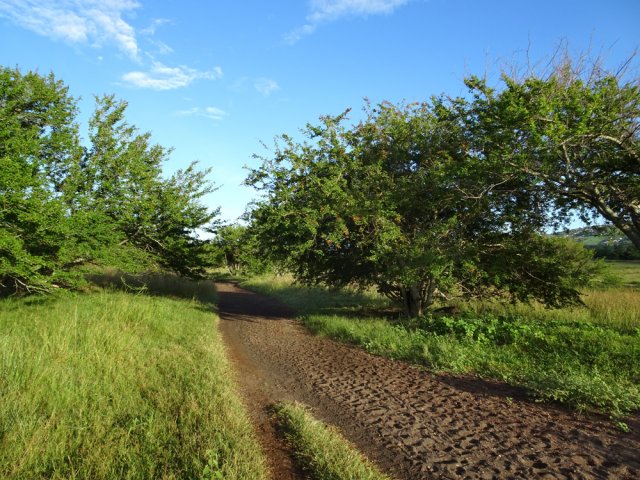 La piste sous les cassis et zépinards menant au Piton Rouge