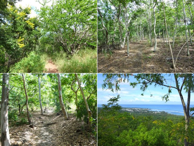 La longue montée à la Butte Guinot dans diverses plantations