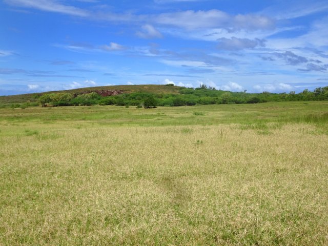 Bœufs et cabris occupent les prairies au pied du Piton Rouge