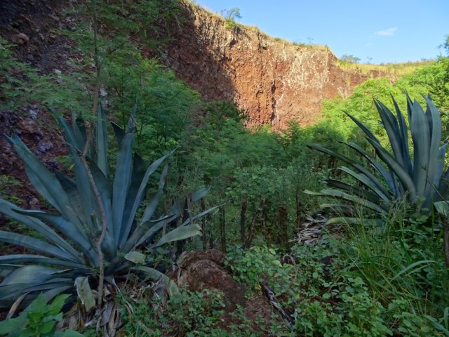 Le fond du cratère du Piton Rouge, envahi de chocas bleus et de divers acacias
