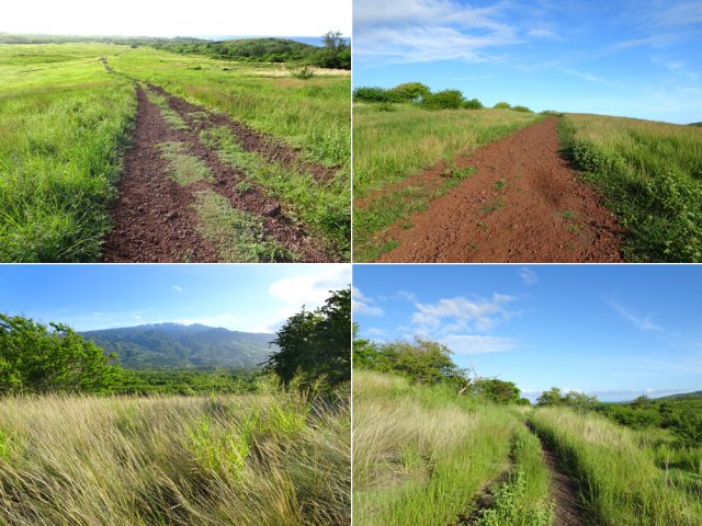 Pistes et sentier remontant vers le Piton Reinette