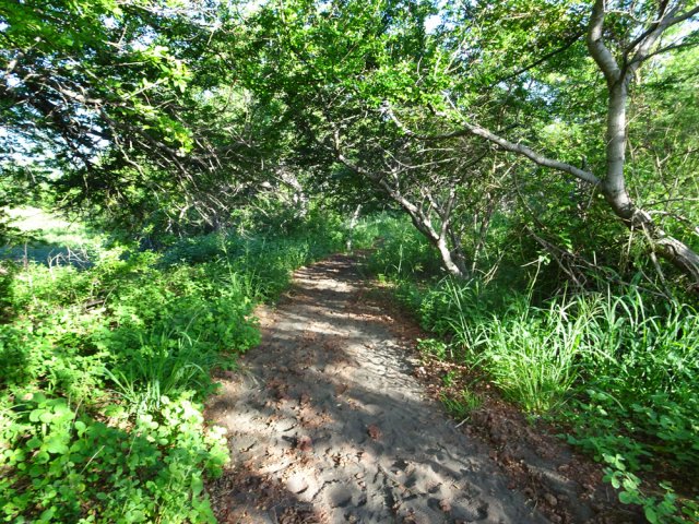 Le sentier équestre descendant des flancs du Piton Reinette
