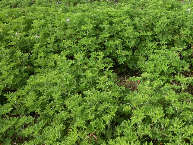 On cultive de moins en moins cette plante à parfum