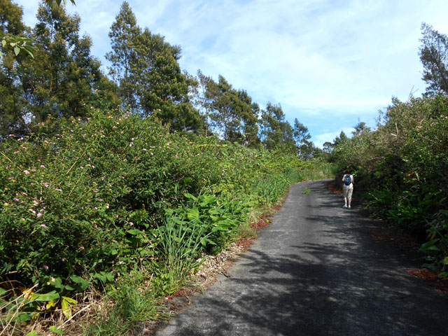 Une idée de la route sur un tronçon envahi de pestes végétales