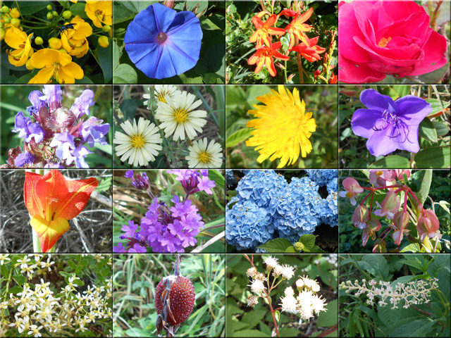 Une idée des fleurs rencontrées sur un si faible parcours