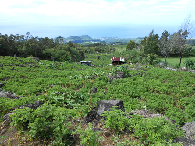 On rencontre pourtant un assez grand champ dans la montée