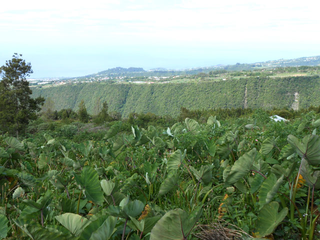 Vallée de Rivière Langevin cachée par un champ de tarots (songes à la Réunion)