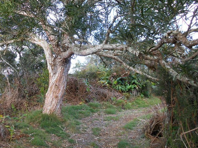 Quelques tamarins bordent déjà le sentier mais ils sont plus rares que vers le gîte