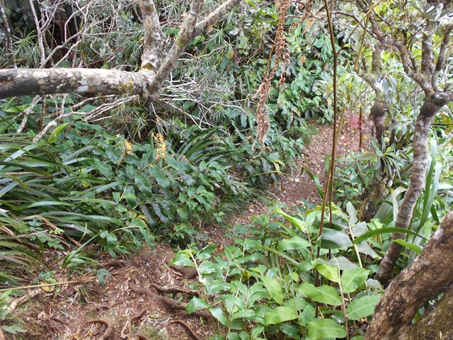Quelques racines dans la terre qui peut être boueuse sous la pluie