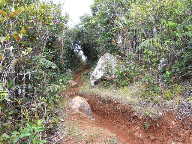 Les nombreux passages creusent le sol