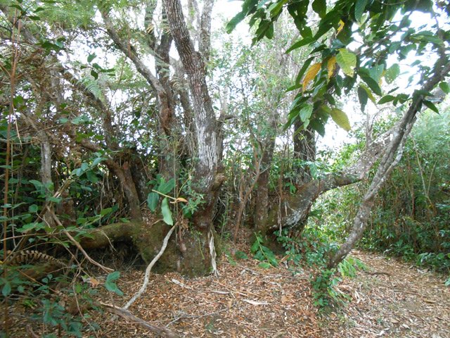 Beau bois de rempart en bordure de sentier