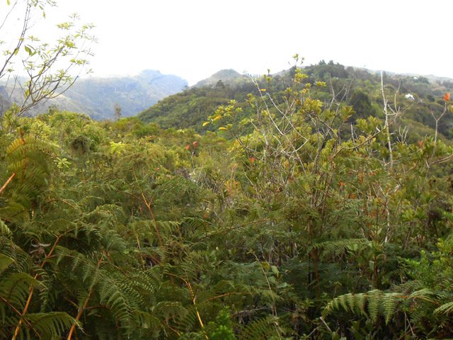 La végétation en bordure de piste durant la descente