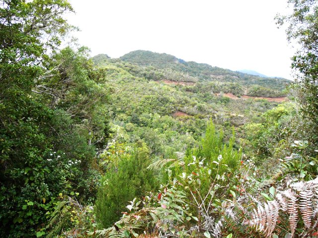 Les lacets de la RF dans une végétation de fougères et de branles verts