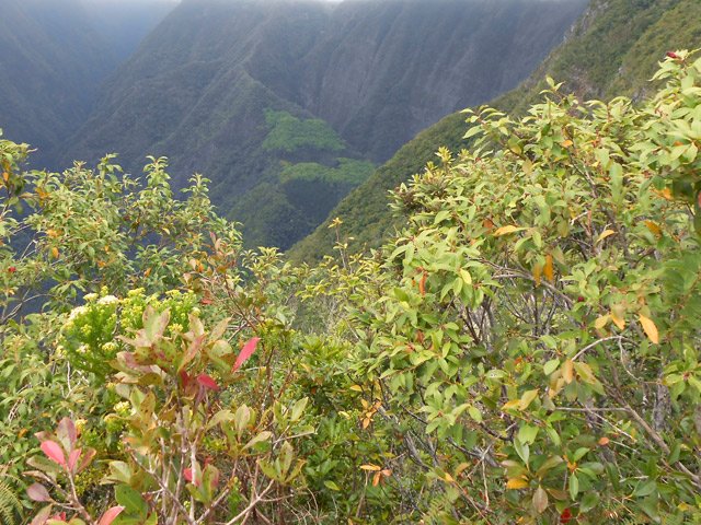 Les vallées entourant l'Ilet à Guillaume et ses camphriers