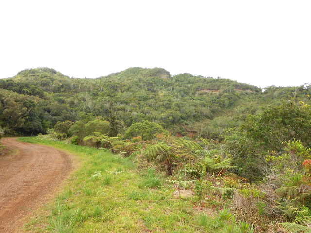 Une idée de la route forestière et de la végétation qui la borde