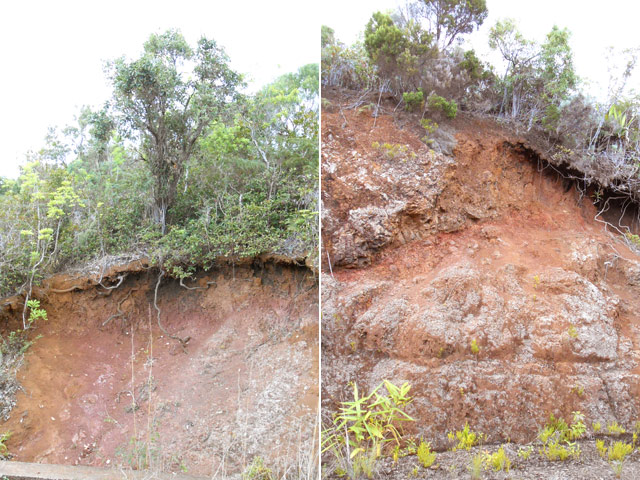 Racines et roches dans les fossés erodés