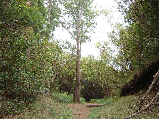L'arbre au croisement des sentiers du Colorado et de l'Ilet à Guillaume