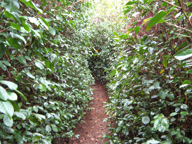 Au début le sentier n'est bordé que de goyaviers