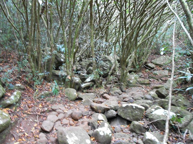 Cailloux, jamrosats et sentier assombri pour débuter