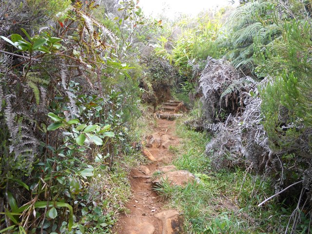 Végétation touffue aux abords du sentier