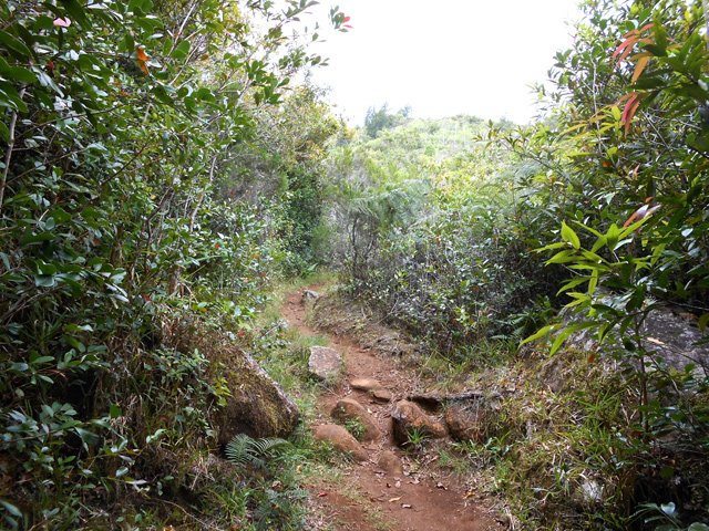 Les goyaviers deviennent de plus en plus nombreux