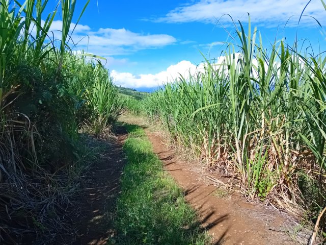 Calme et sérénité entre les hautes cannes