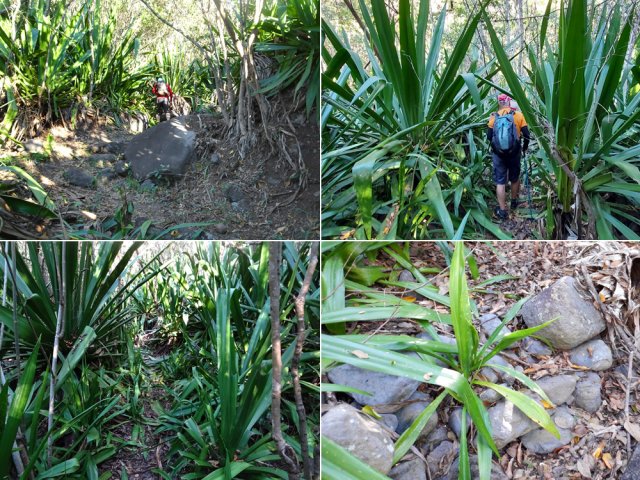 Traversée de l'Îlet Bois de Nèfles à travers les chocas