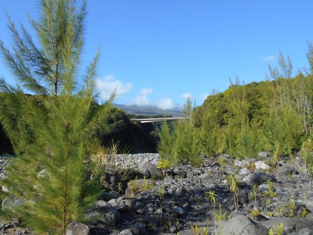 Quelques filaos sur les berges ont échappé à la dépression Fakir en avril 2018