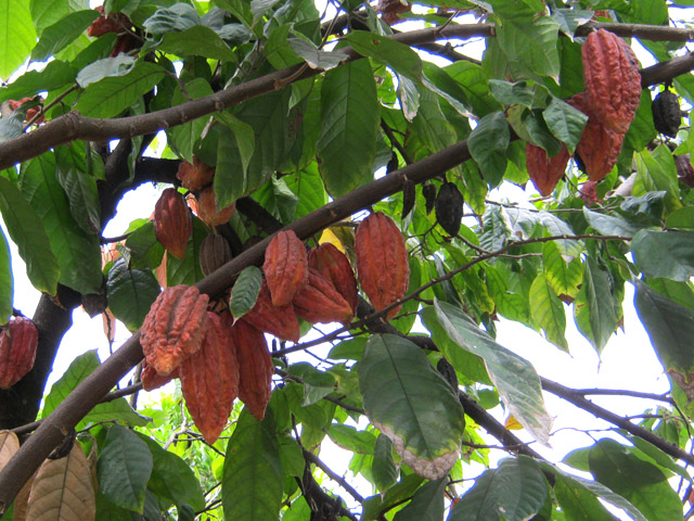 Cacaoyer au coin de la rue Julius Hoareau