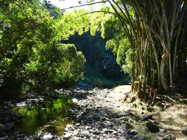 Une grosse touffe de bambous