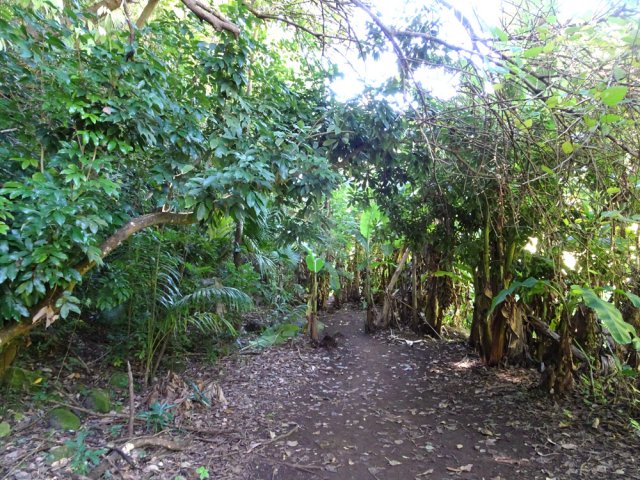 Les bananiers avant de parvenir au Bras Long