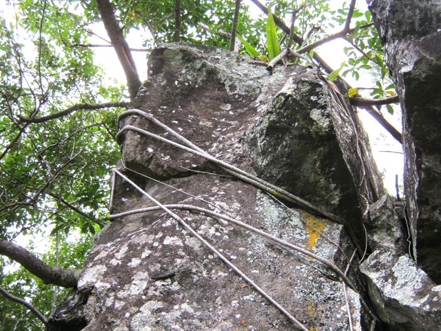 Les racines devront encore lutter longtemps pour l'emporter