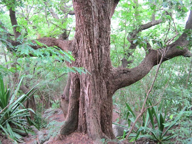Les beaux arbres sont très rares dans la zone