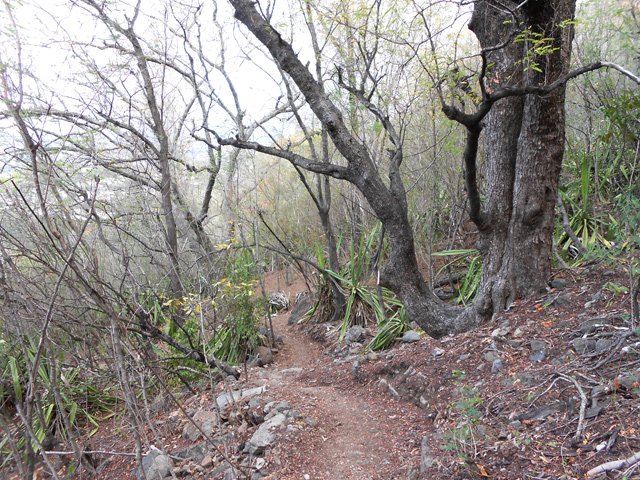 Quelques gros arbres sur le bord