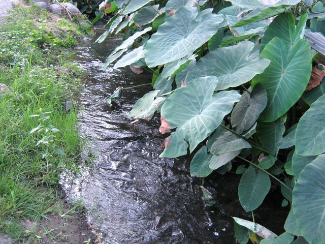 L'eau revient à la rivière sans passer par le canal