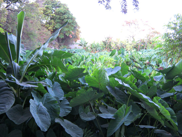 Toute l'eau est détournée au profit de ce champ de songes