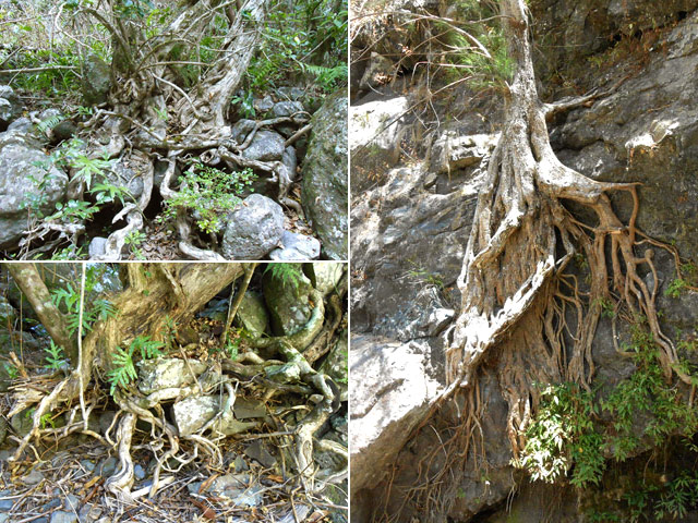 Festival de racines tout au long du parcours