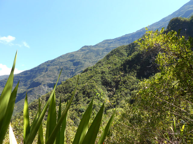 La Forêt Dép. de Mafate sur les flancs du rempart vers Dos d'Ane et la Plaine des Chicots
