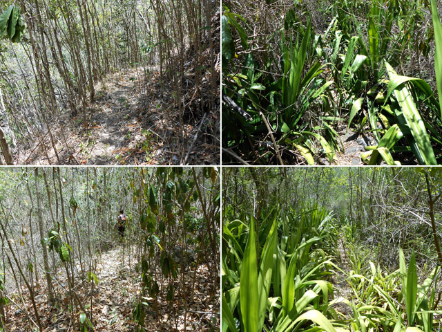 Quelques portions du sentier lorsqu'il chemine à plat