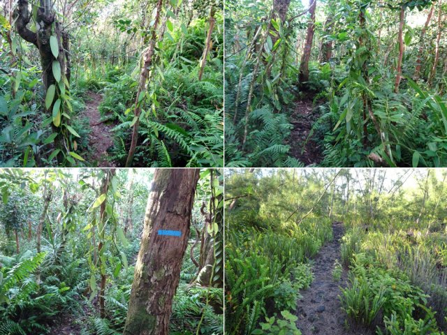 Des pieds de vanille partout. Ne pas toucher