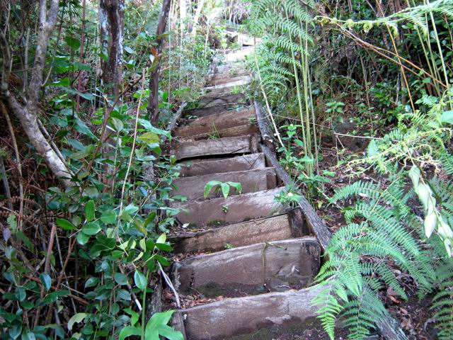 Le vertigineux escalier en bois de tamarins