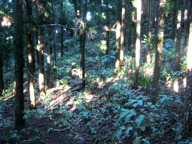 L'emplacement actuel de l'Îlet du Noir Mort, sous les jeunes cryptomerias