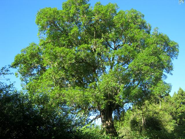 Un magnifique affouche en bordure de route forestière