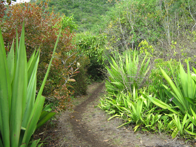 Un autre tronçon du sentier