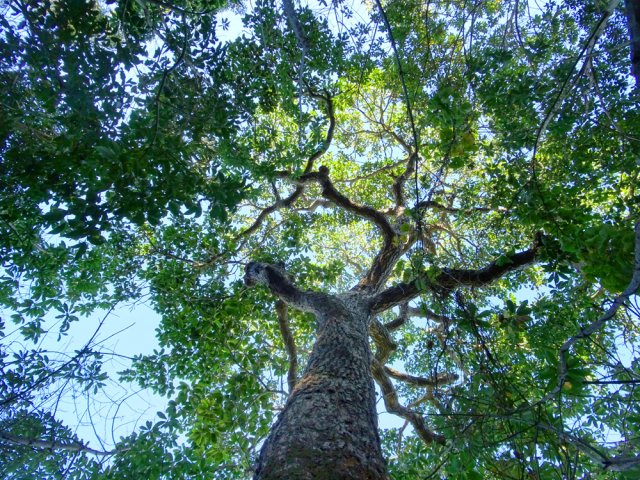 Un grand natte pour changer un peu des poivriers et des lianes papillon